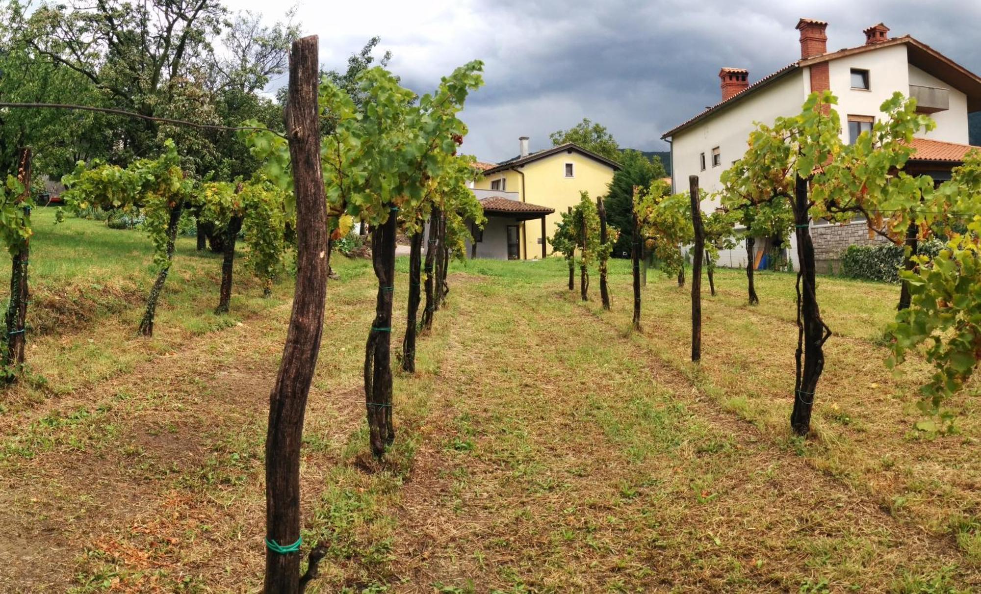 Small House In Vipava Valley Exteriör bild